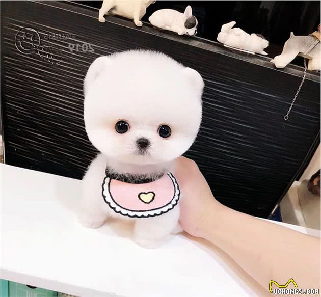 精致可爱得让人无法抗拒的茶杯犬，为什么不能养？