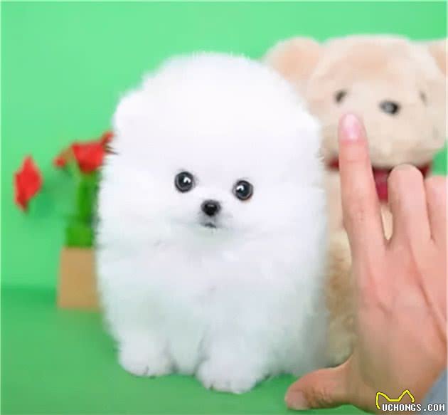 精致可爱得让人无法抗拒的茶杯犬，为什么不能养？