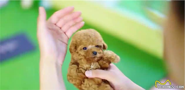 精致可爱得让人无法抗拒的茶杯犬，为什么不能养？