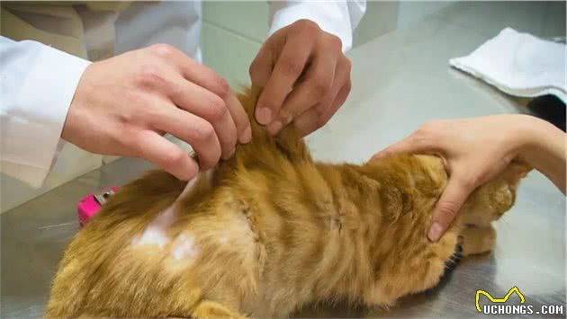 猫咪皮肤皱成“小老头”，这种罕见遗传病在人、猫、犬中都存在