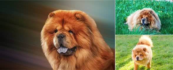 三分钟带你了解松狮犬，分析是否好养？