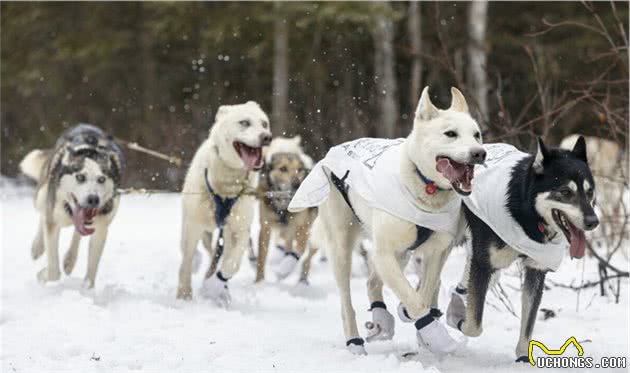 雪橇三傻之一阿拉斯加