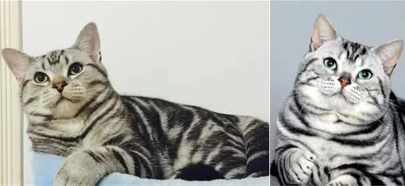 虎斑猫和美短的区别，肉眼可见的区别差异