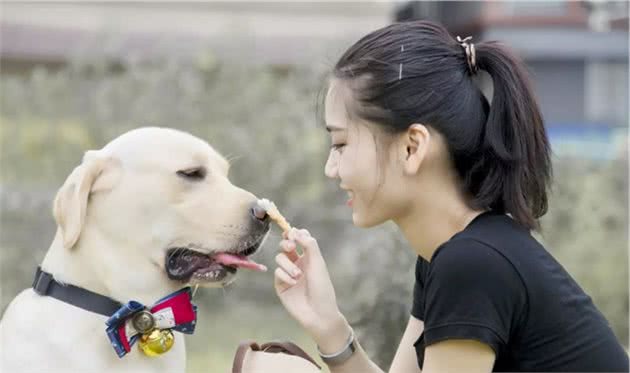 狗狗常主动向主人学习，行为上很像人类，但它其实知道人狗之别！