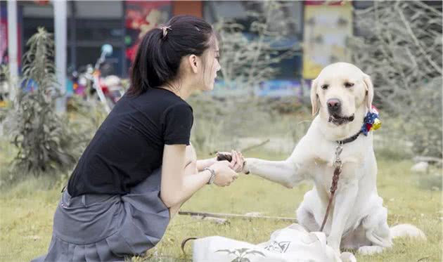 狗狗常主动向主人学习，行为上很像人类，但它其实知道人狗之别！