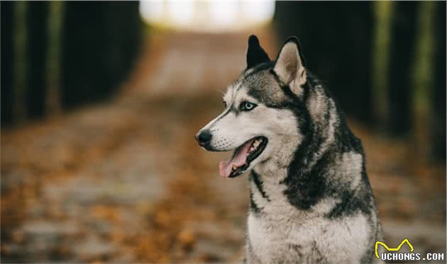 狗狗最受人喜欢的前十排名，你家汪在其中吗？