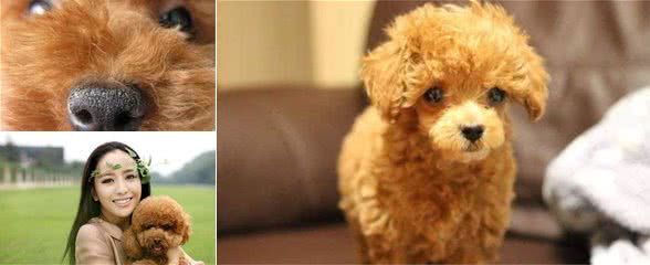 注意！泰迪犬身体这4个“灯”亮起，请立即带去就医