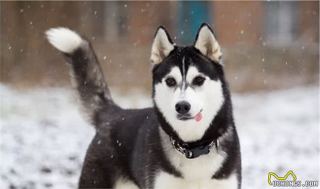 宠物多大被视为高龄犬？关于高龄犬的饮食健康，你知道多少？