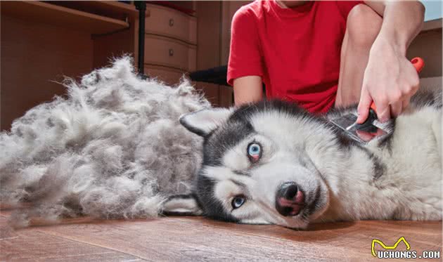 宠物多大被视为高龄犬？关于高龄犬的饮食健康，你知道多少？