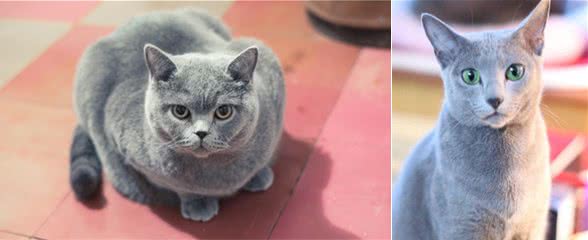 盘点世界三大蓝猫！原来除了英短，还有两个罕见品种你见过吗？