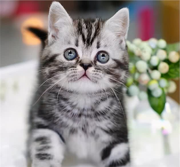 第一次养猫，劝你选“美短猫”，养一只不后悔
