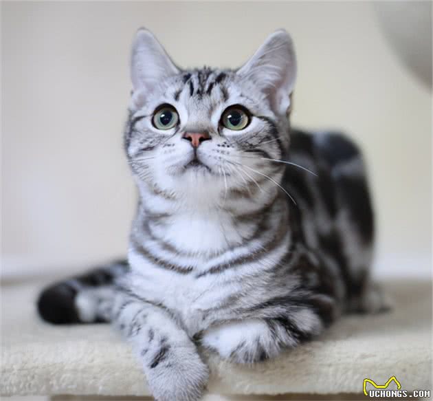 第一次养猫，劝你选“美短猫”，养一只不后悔
