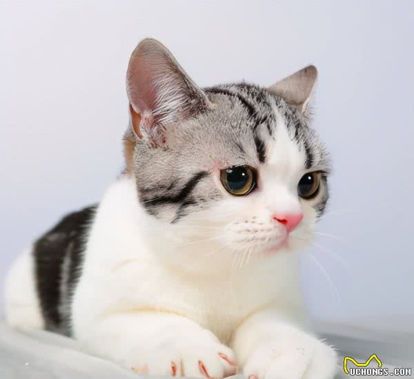 第一次养猫，劝你选“美短猫”，养一只不后悔