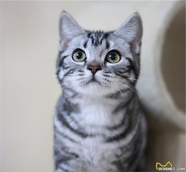 第一次养猫，劝你选“美短猫”，养一只不后悔