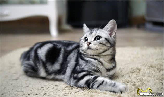 第一次养猫，劝你选“美短猫”，养一只不后悔