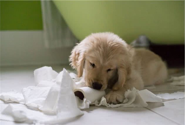 狗狗的教育不能等!掌握最佳学习黄金期