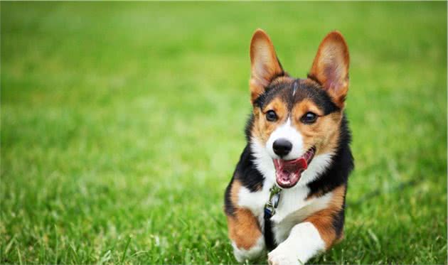 狗狗的教育不能等!掌握最佳学习黄金期