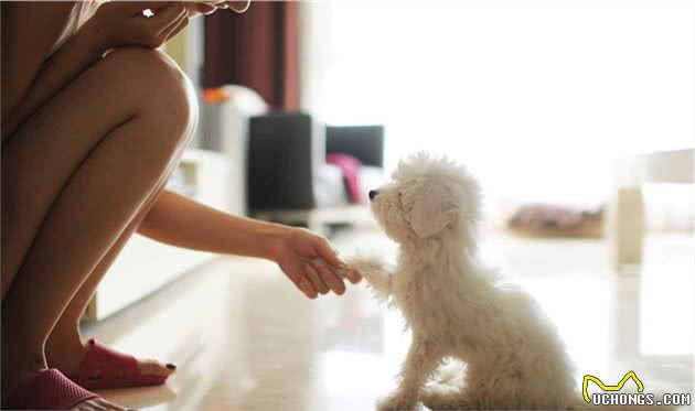 狗狗的教育不能等!掌握最佳学习黄金期