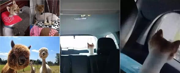 柴犬剃毛后是什么样子？网友：草泥马