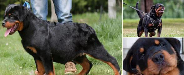罗威纳犬这五个缺点，你能全盘接受吗？