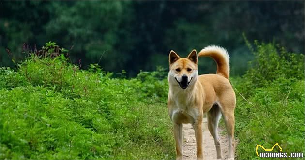 关于中华田园犬，还有许多你不知道的事