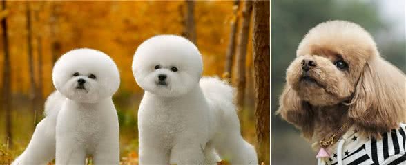 七种颜值高、受喜爱的小型犬，想养小狗的对照一下哪种适合自己