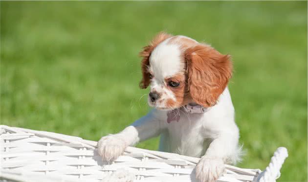 冬春两季的犬病防控