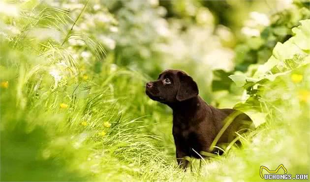 冬春两季的犬病防控