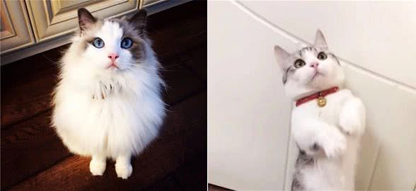 准备养猫的小伙伴看过来，猫猫性格带你了解