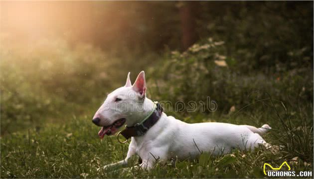 牛头梗是一种绝非适合所有人的宠物.而是一种适合特殊人群的犬种