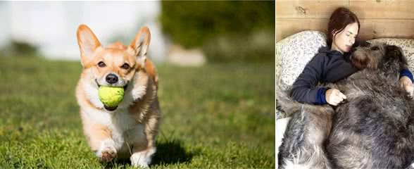 冬天养狗需要注意的几件事?不然小心狗命不保