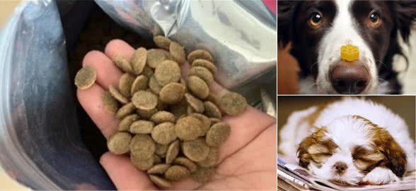 如何选择合适的狗粮