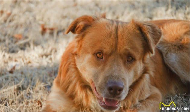 比特犬串串儿：霸气在柯基和二哈的面前一文不值