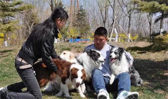 养狗，劝你别养边境牧羊犬，再聪明也不要