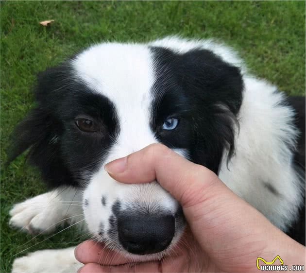 养狗，劝你别养边境牧羊犬，再聪明也不要