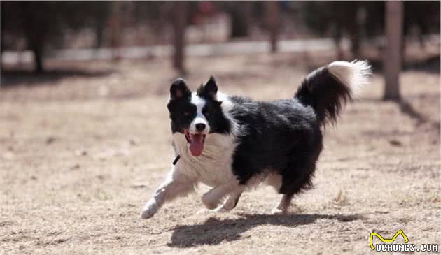 养狗，劝你别养边境牧羊犬，再聪明也不要