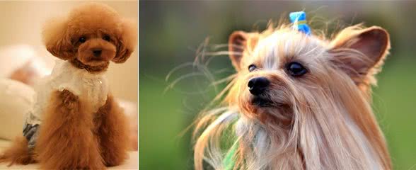 适合女生养的中小型犬，都是大热门