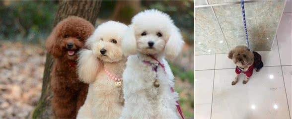 精力极度旺盛的泰迪犬为什么那么喜欢做这个动作?