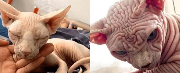 无毛猫寄养在同事家，接回来后竟然生了，看到小猫模样，真想绝交