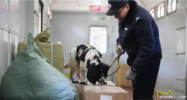 “汪”者荣耀！“奶凶”警犬养成记