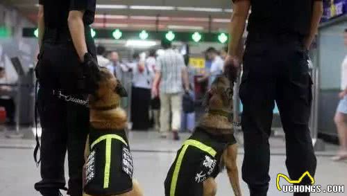 “汪”者荣耀！“奶凶”警犬养成记