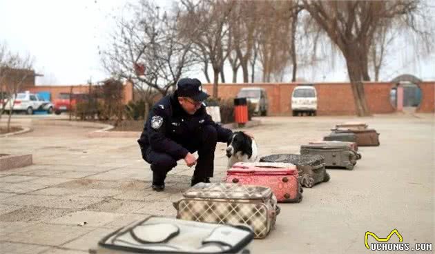 “汪”者荣耀！“奶凶”警犬养成记