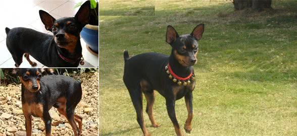 虽然小鹿犬与迷你杜宾犬很相似,但了解它们的差异,区分并不难