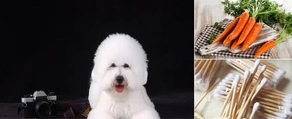 养宠经验：比熊狗狗泪痕怎么去掉