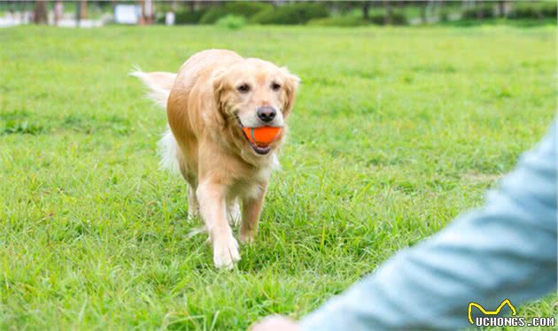 全国7大热门饲养犬种，你pick哪一只？