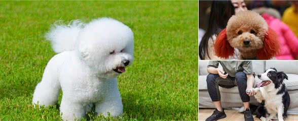全国7大热门饲养犬种，你pick哪一只？