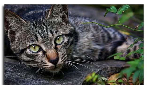 狸猫成小橘猫媳妇后，每日照料幼猫，不久体型便被未来老公远超！