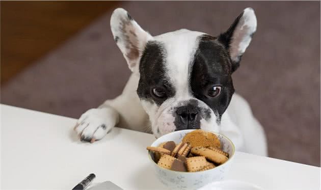 给幼犬喂食要注意这五点