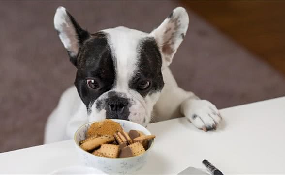 给幼犬喂食要注意这五点