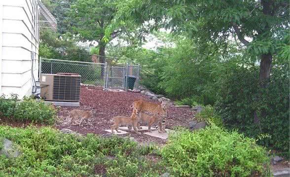 一大三小短尾猫在居民后院悠闲散步，女主人：真是“技高猫胆大”